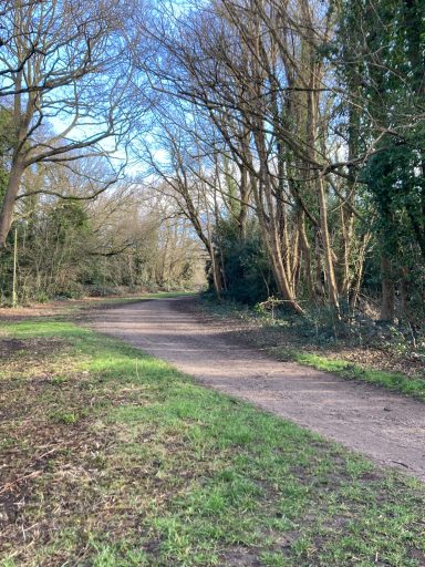A narrow pathway through a wooded area with scattered trees and greenery.