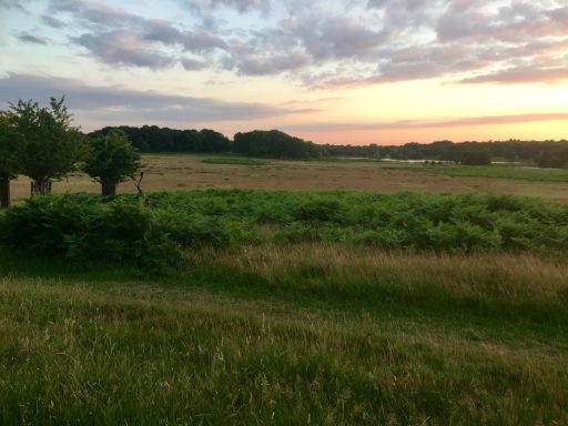 Sunset over a grassy landscape with scattered trees and rolling hills.