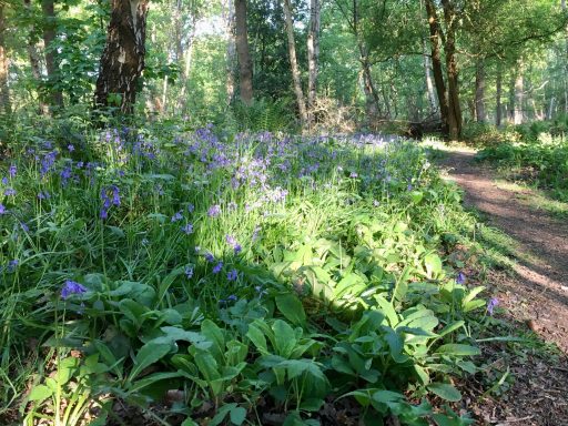 A woodland scene with a path bordered by vibrant bluebells and lush green foliage.